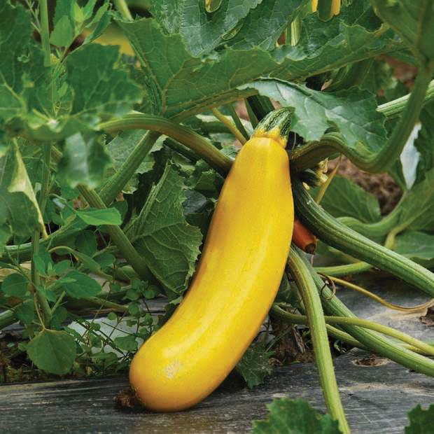 Golden zucchini from MIgardener, fresh and vibrant, showcasing its smooth yellow skin and healthy green stems.