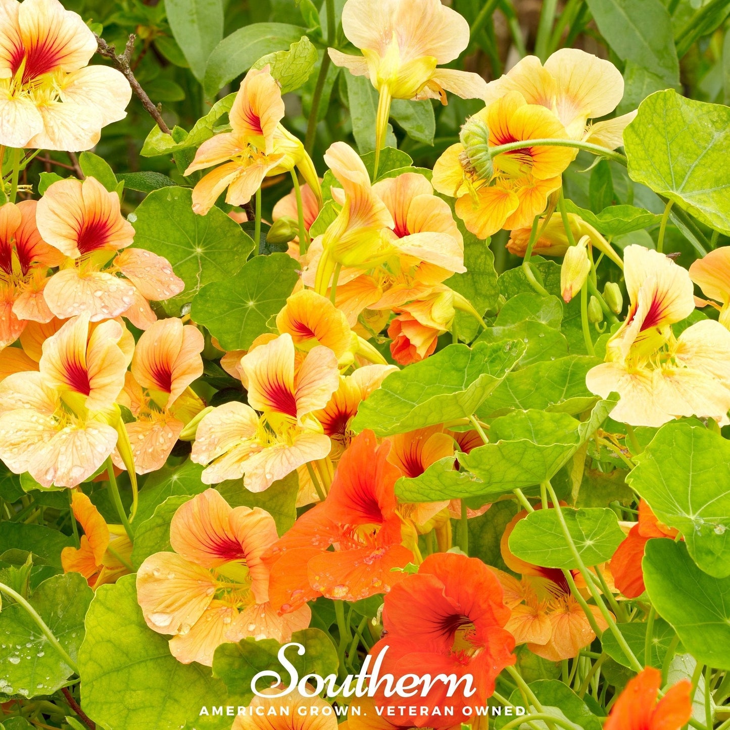 Jewel Nasturtium Mix seeds from Southern Seeds, showing colorful flower buds and green foliage, ideal for garden planting.