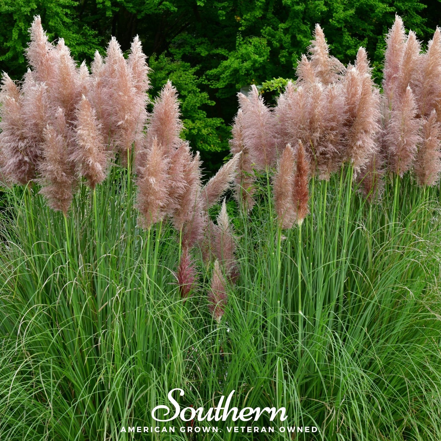 Pink Pampas Grass seeds from Southern Seeds, showing vibrant pink pampas grass plumes and seed packaging.
