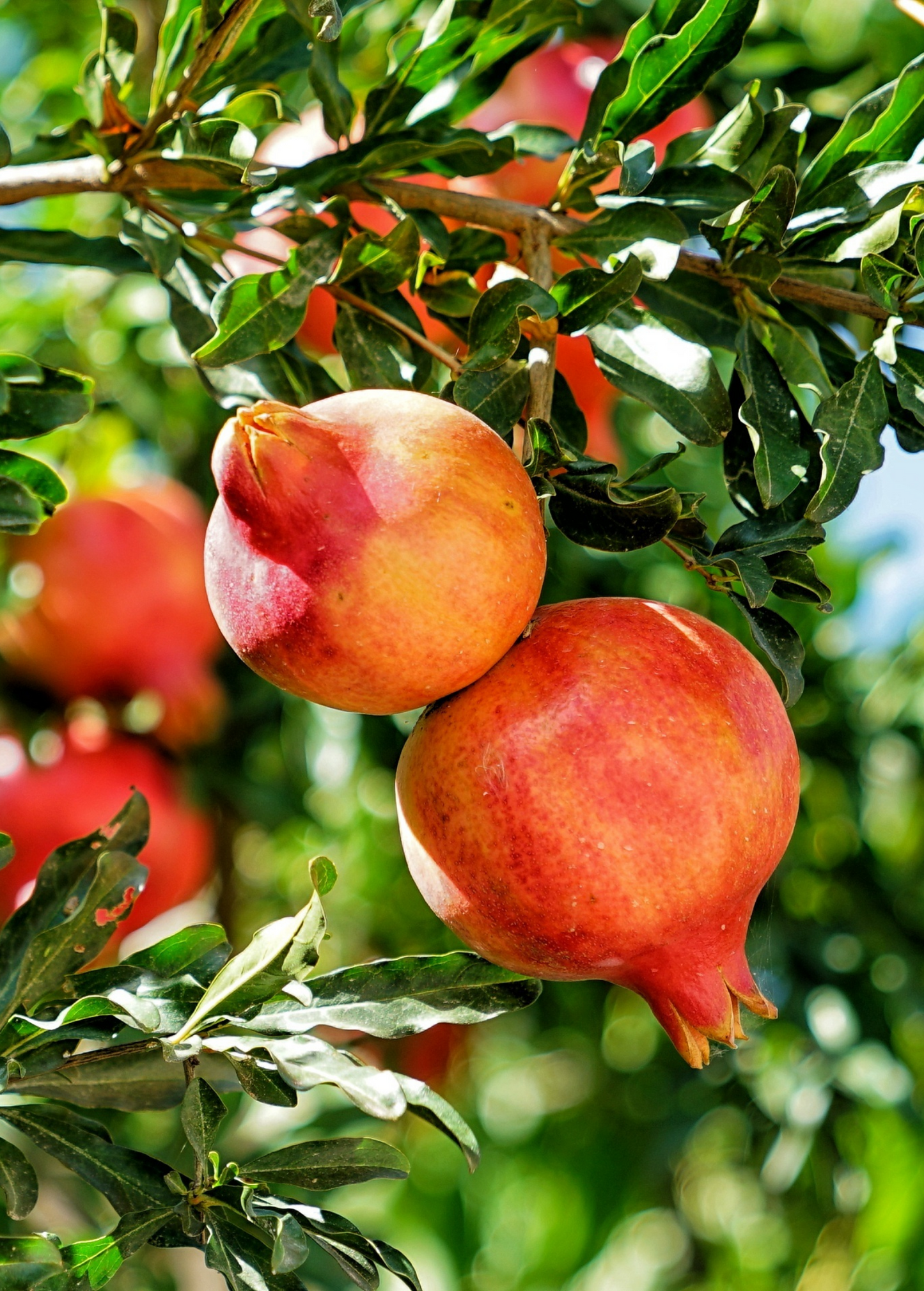 Tropical pomegranate 'Parfianka' tree from Sow Exotic, showing lush green foliage and developing fruit on the live plant.