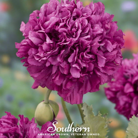Purple Peony Poppy flower seeds from Southern Seeds, showing a vibrant purple poppy flower and seed packet.