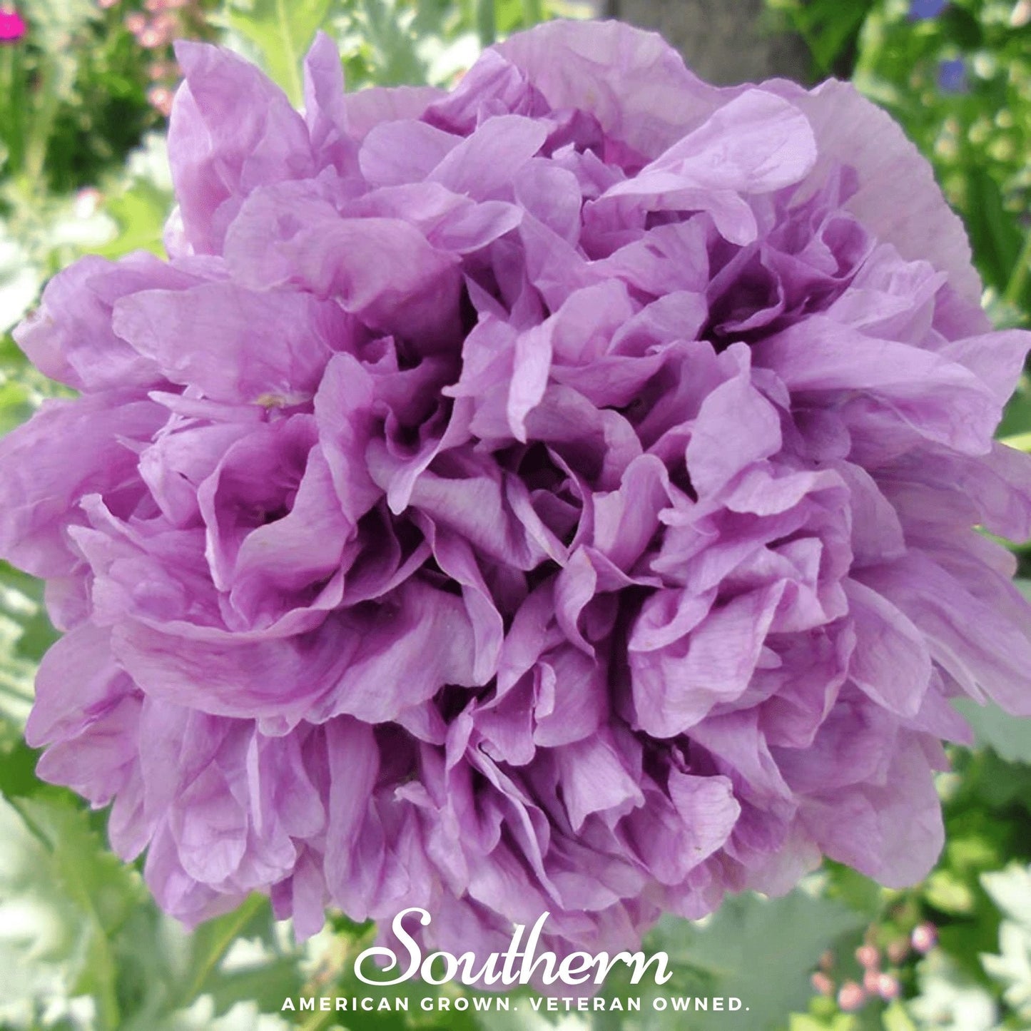 Purple Peony Poppy flower seeds from Southern Seeds, showing vibrant purple petals and green foliage.