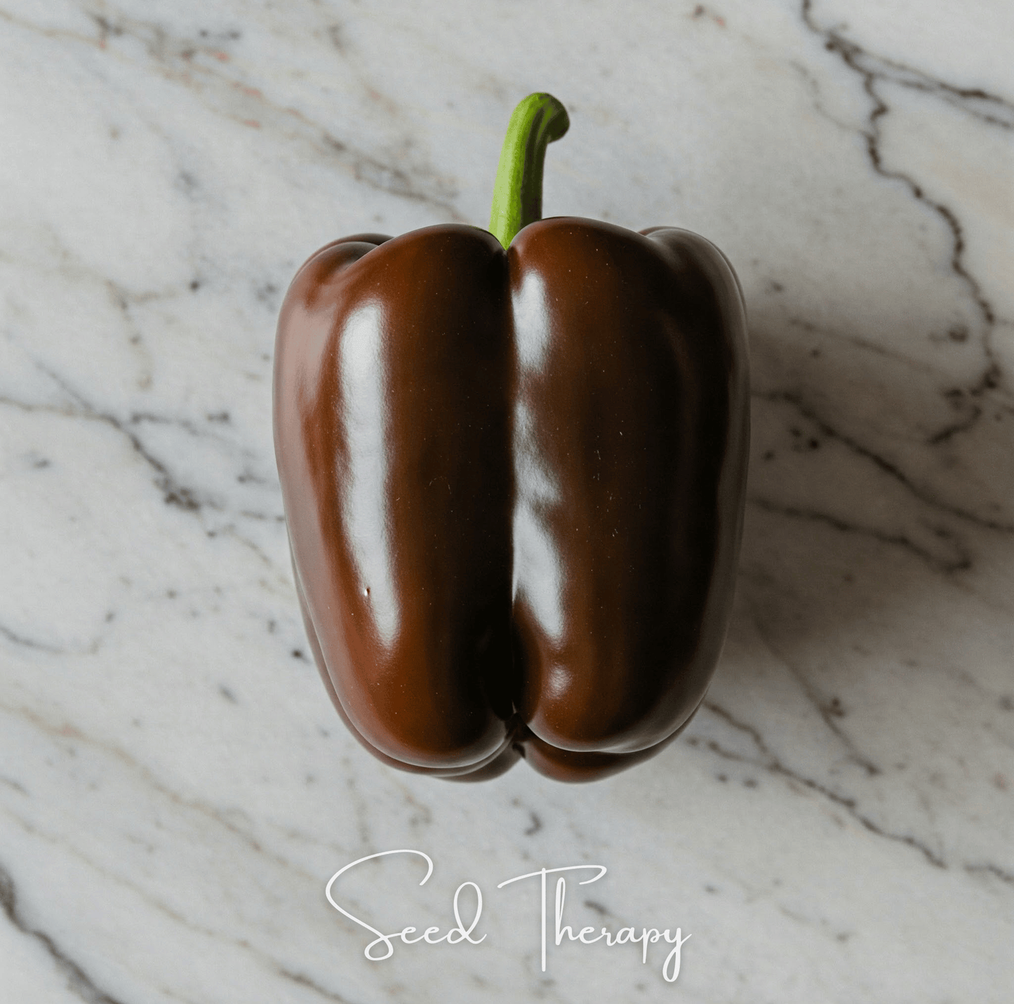 Chocolate Beauty Bell Pepper seeds from Southern Seeds in a packet, featuring dark brown, glossy bell pepper images.