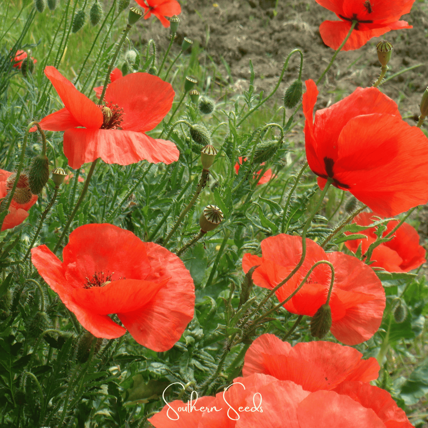 American Legion Poppy seeds from Southern Seeds, showing vibrant red poppy flower and seed packet for planting.