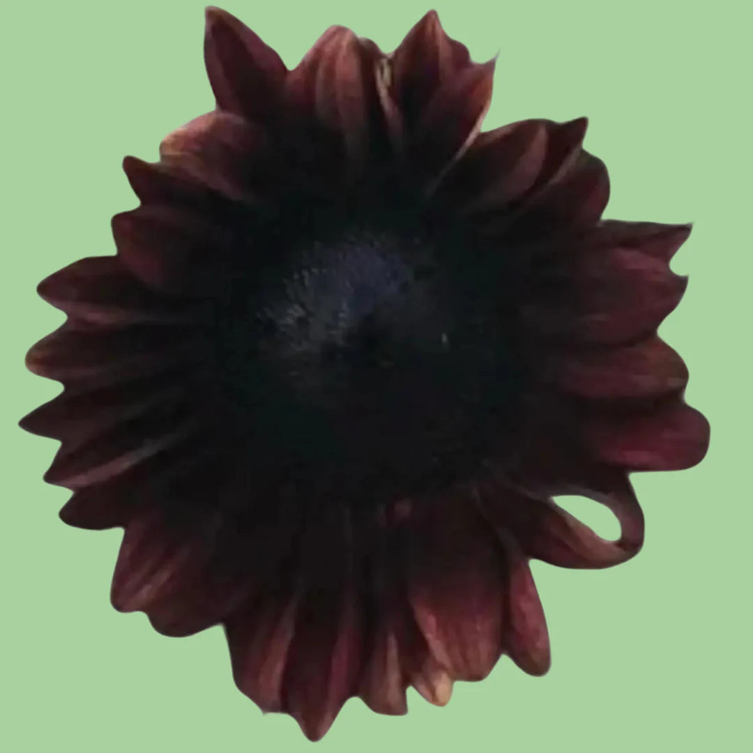 Red sunflower seeds from John's Plant Adventures, Sunflower ProCut variety, showing vibrant red seeds and plant details.