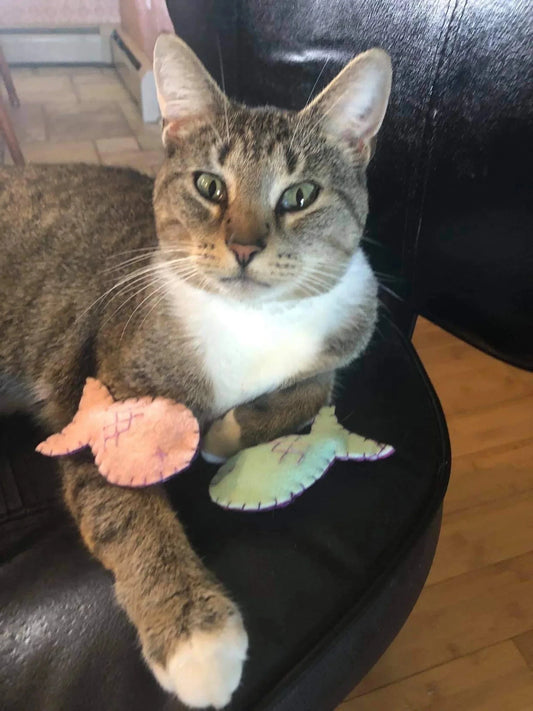 Organic Cat-Nip Fish Cat Toy from ReNewedPet, featuring a colorful fish-shaped toy infused with organic catnip for playful fun.