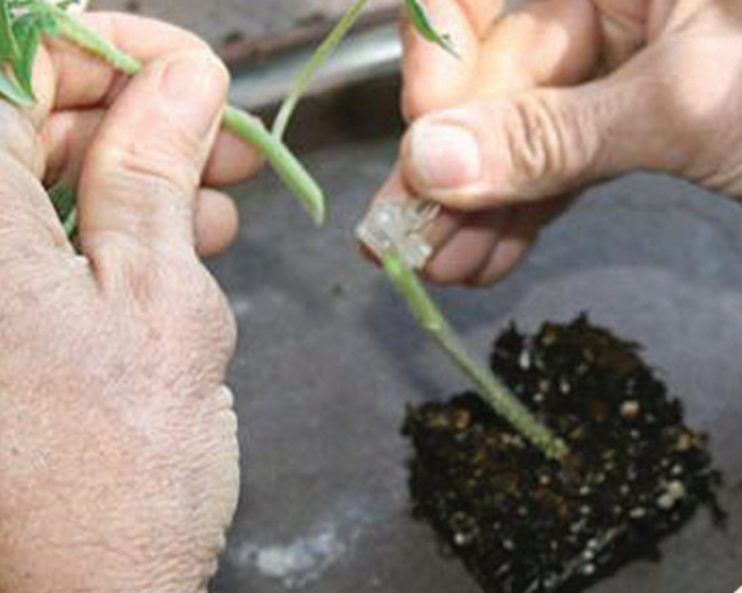 Hybrid Tomato Rootstock RST-04-105-T from Seeds 'n Such, showing healthy roots and stem for grafting or planting.