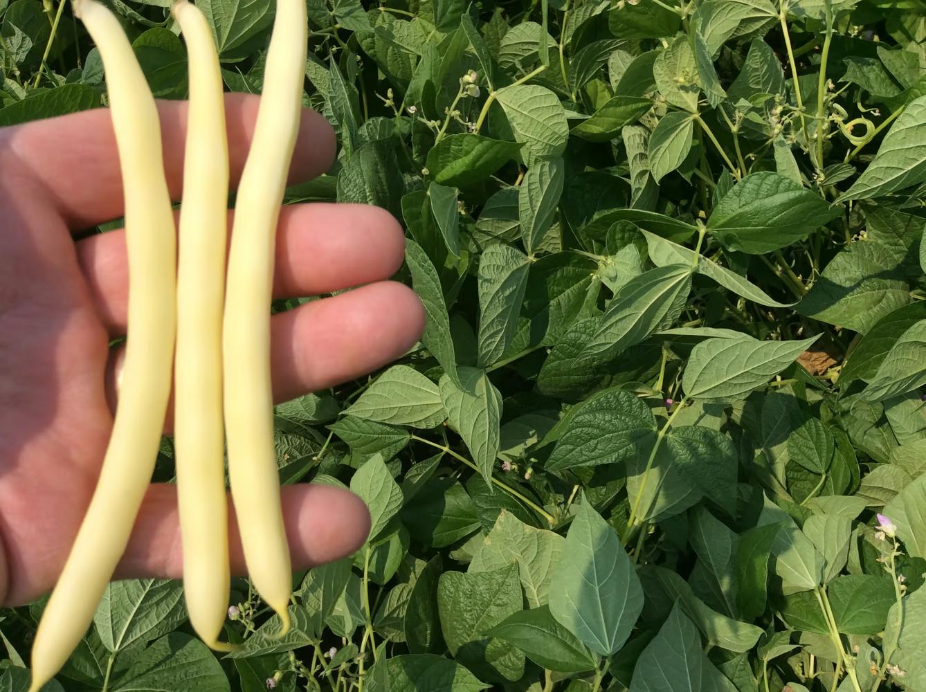 Cherokee Wax Bean Seeds from Seeds 'n Such, 2 oz packet, fresh bean seeds for planting and gardening.