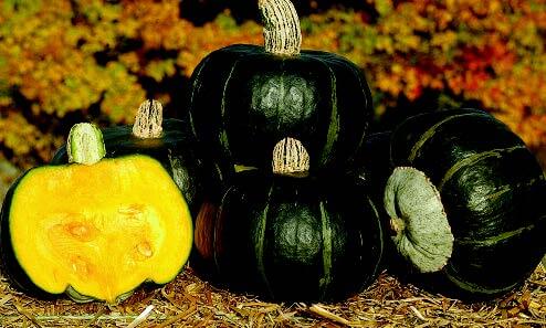 Packet of Seeds 'n Such Bonbon Buttercup Hybrid Winter Squash Seeds showing 10 seeds in a clear packet.