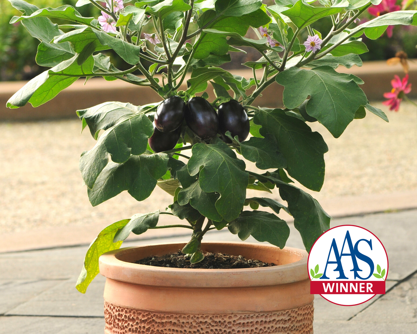 Packet of Seeds 'n Such Patio Baby Hybrid Eggplant Seeds showing 10 seeds for home gardening.