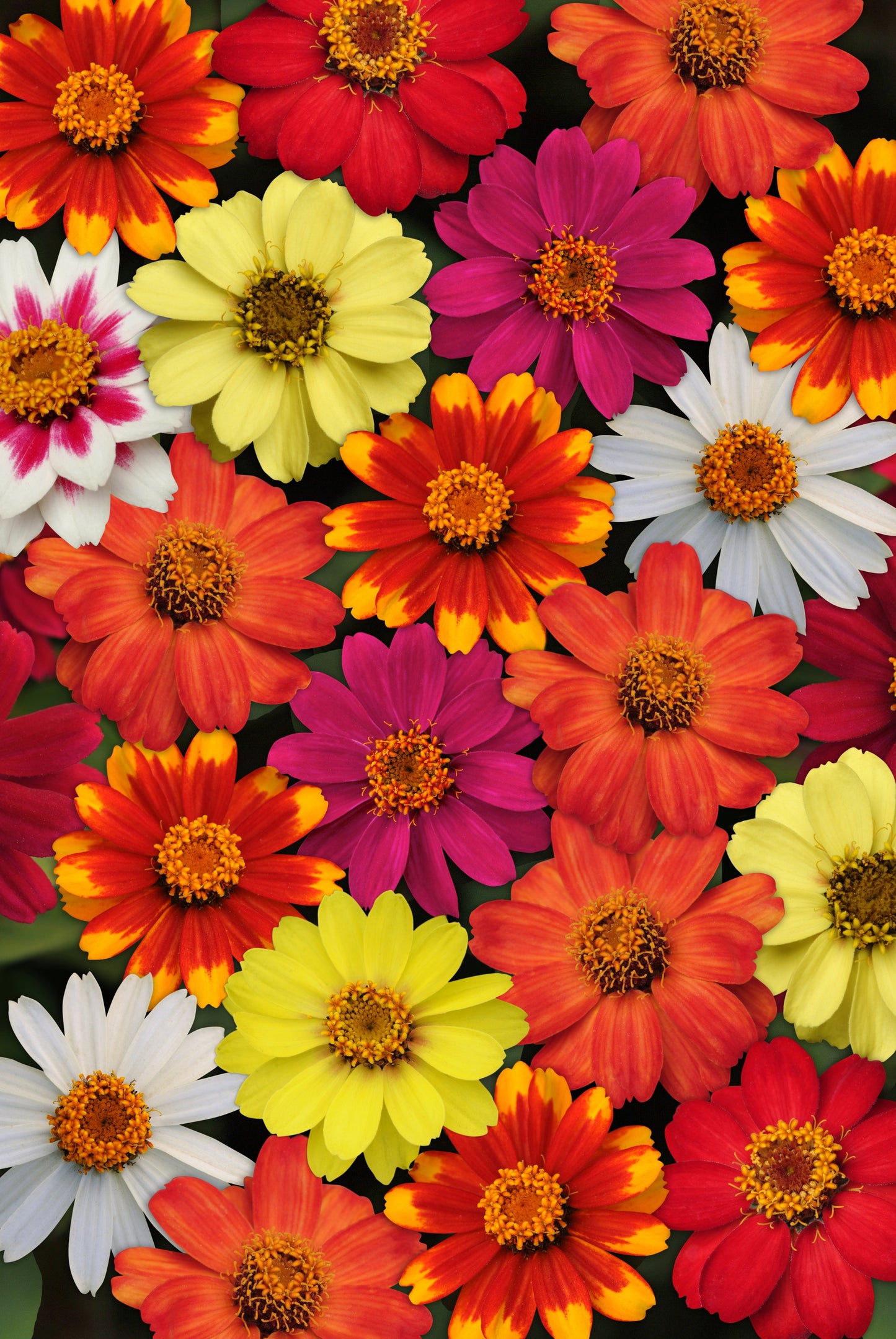 Packet of Zahara Series Formula Mix Zinnia seeds by Seeds 'n Such showing colorful flower seeds in a packet.