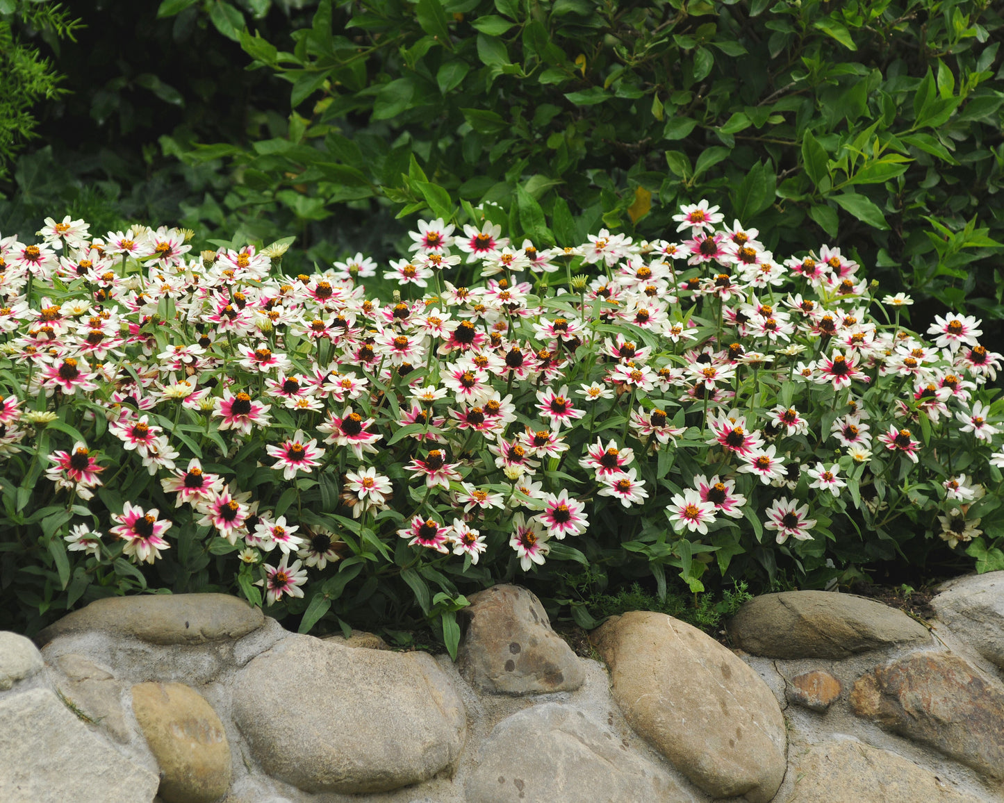 Packet of 10 Zahara Starlight Rose Zinnia seeds from Seeds 'n Such showing colorful flower images on the packet.