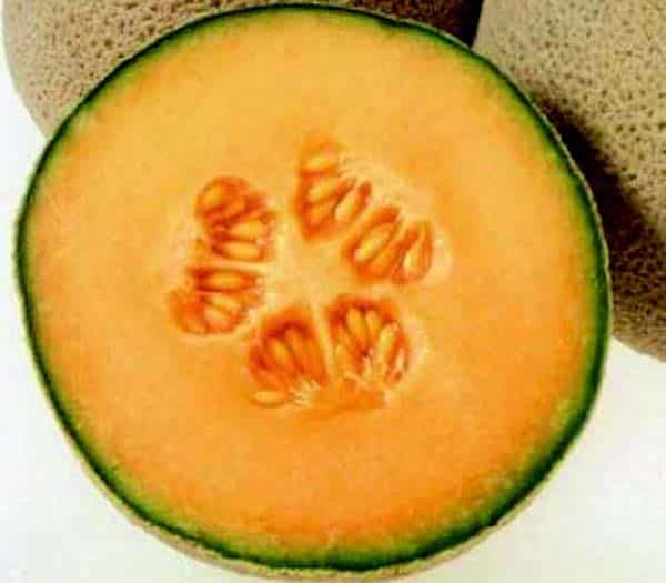 Packet of Goddess Hybrid Melon Seeds from Seeds 'n Such, showing 10 to 12 melon seeds in a clear packet.