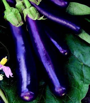Packet of Seeds 'n Such Hansel Hybrid Eggplant Seeds showing 10 to 12 seeds in a resealable packet.
