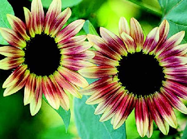 Packet of Strawberry Blonde Hybrid Sunflower Seeds by Seeds 'n Such, showing 10 to 12 sunflower seeds in a clear packet