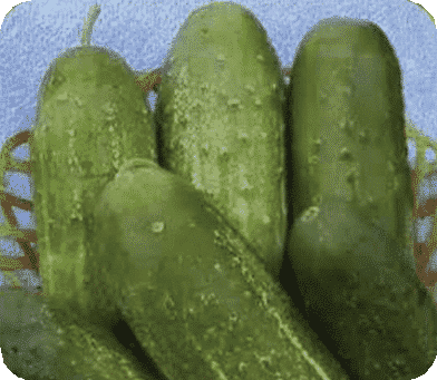 Packet of Seeds 'n Such Calypso Hybrid Cucumber Seeds showing 100 seeds in a colorful packet.
