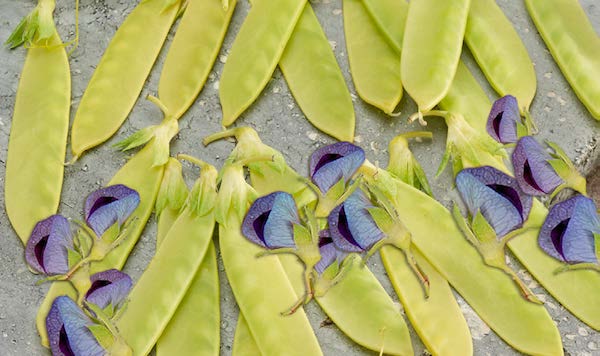 Golden Sweet Snow Pea Seeds packet from Seeds 'n Such showcasing 100 seeds for planting healthy, flavorful snow peas.
