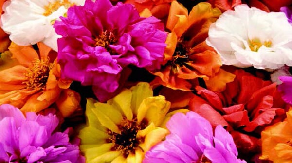 Packet of Seeds 'n Such Sundial Hybrid Mix Portulaca Seeds showing colorful flower seeds for garden planting