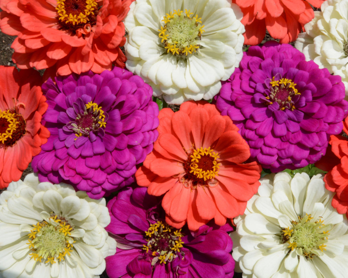 Packet of Seeds 'n Such Under the Sea Mix Zinnia seeds showing colorful flower packets with vibrant zinnia blooms.