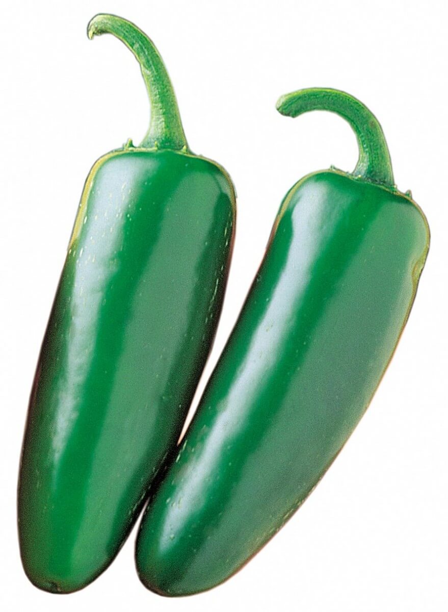 Packet of Mucho Nacho Jalapeno hybrid hot pepper seeds from Seeds 'n Such, showing treated seeds in a clear packet.