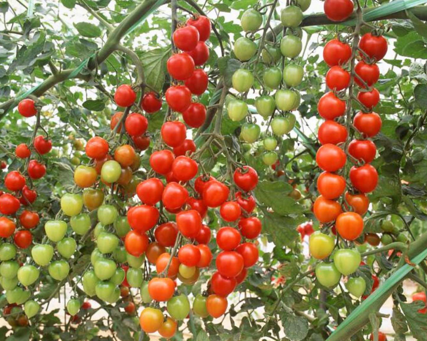 Suncherry Extra Sweet Hybrid Tomato Seeds packet from Seeds 'n Such with 12-15 seeds for planting and gardening.