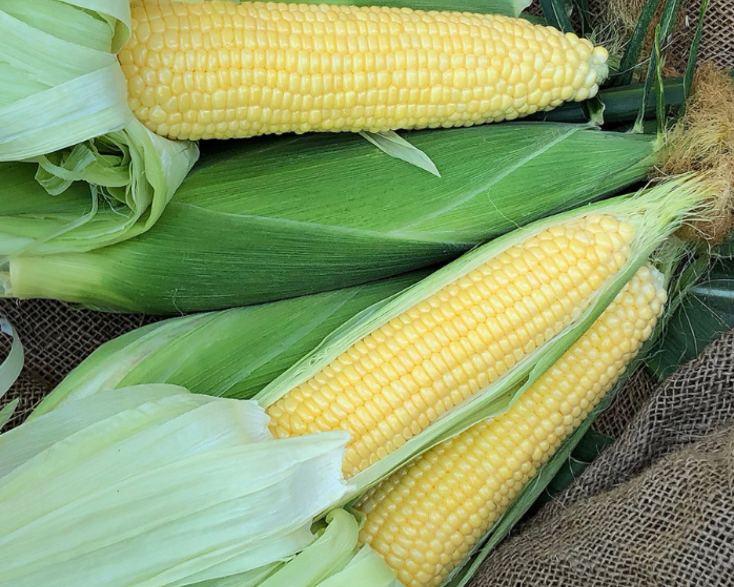 Yellow sweet corn seeds in a packet labeled Incredible RM by Seeds 'n Such, featuring 125 seeds for planting.