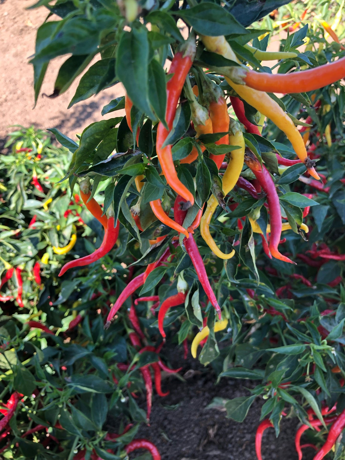 Cayenne Sweetness Hybrid Pepper Seeds packet from Seeds 'n Such, showing 15-20 seeds for growing spicy sweet peppers.