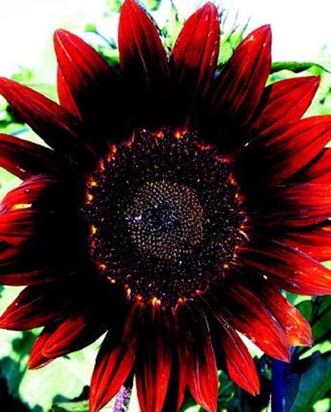 Packet of Seeds 'n Such Moulin Rouge Hybrid Sunflower Seeds featuring vibrant sunflower seeds in a colorful packet.