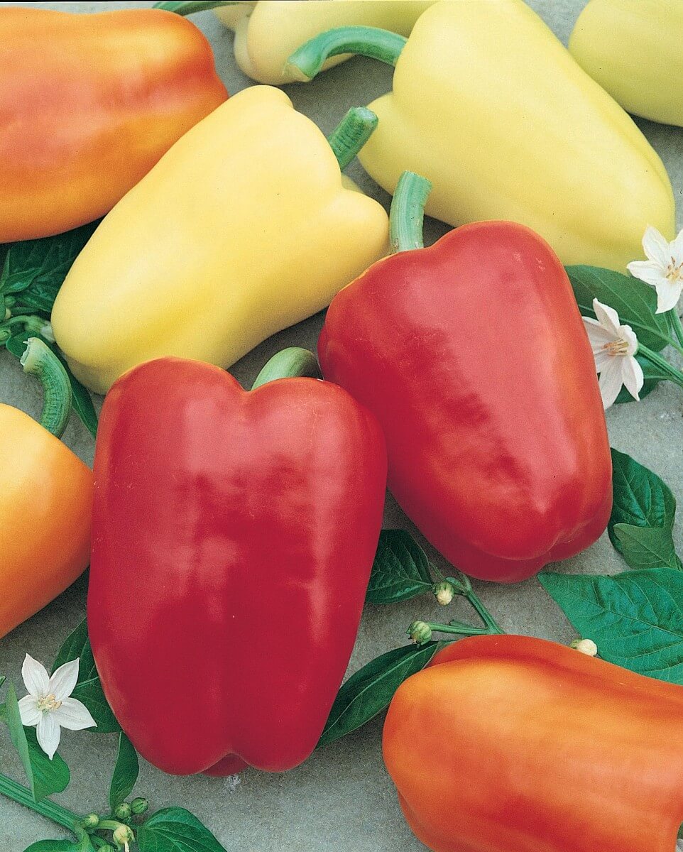Packet of Seeds 'n Such Chablis Hybrid Sweet Pepper Seeds showing 15-20 seed packets for planting and growing peppers.