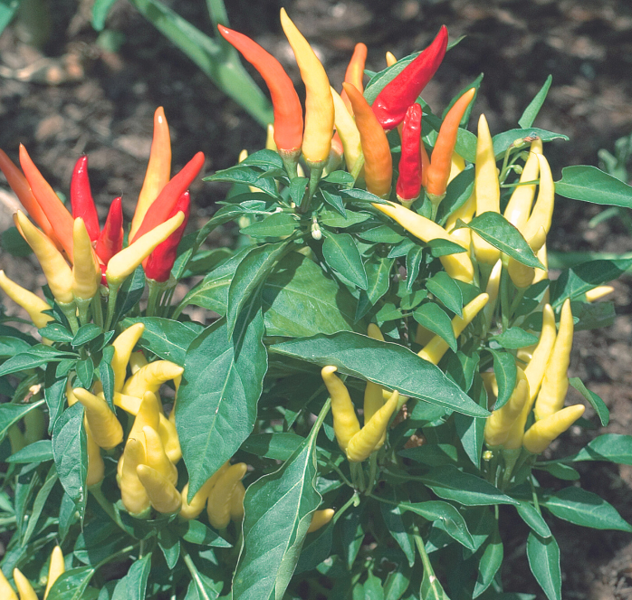 Fire and Ice Ornamental Pepper Seeds packet from Seeds 'n Such showing 15-20 seeds in a colorful packet.