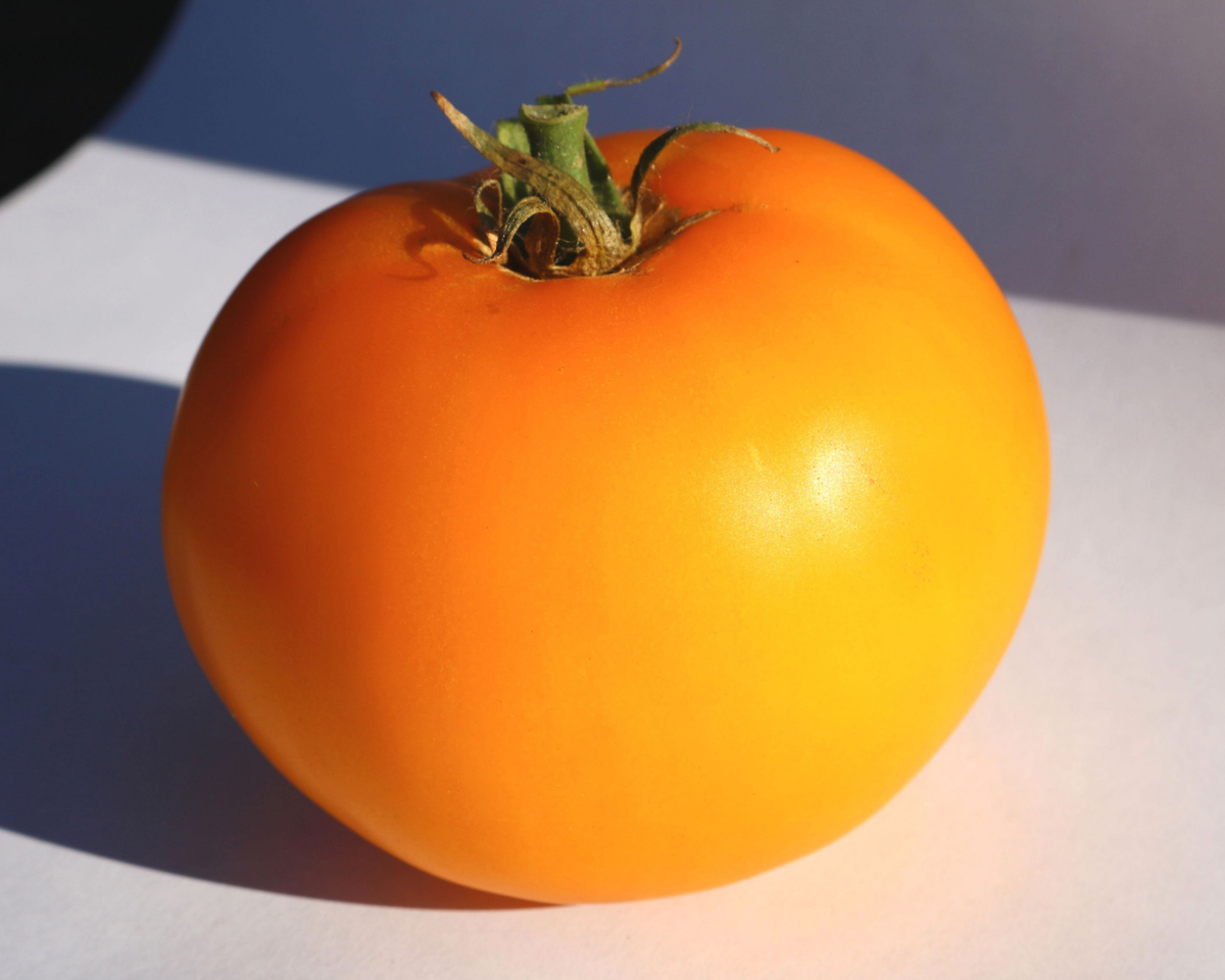 Packet of Lemon Boy Plus hybrid tomato seeds from Seeds 'n Such, featuring bright yellow Lemon Boy Plus tomato variety.