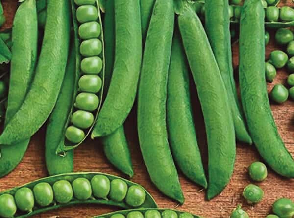 Green Arrow pea seeds in a Seeds 'n Such packet, showcasing vibrant green pea seeds for planting and gardening.