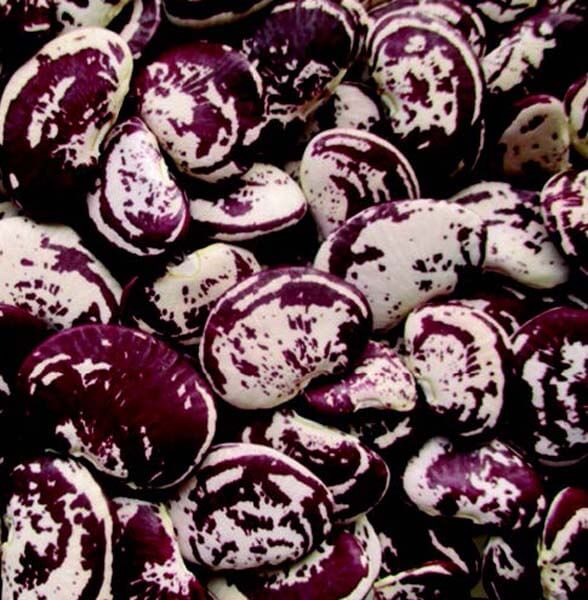 Two-ounce packet of Seeds 'n Such Christmas Bean, a large speckled Lima variety, shown in a seed packet with colorful label.