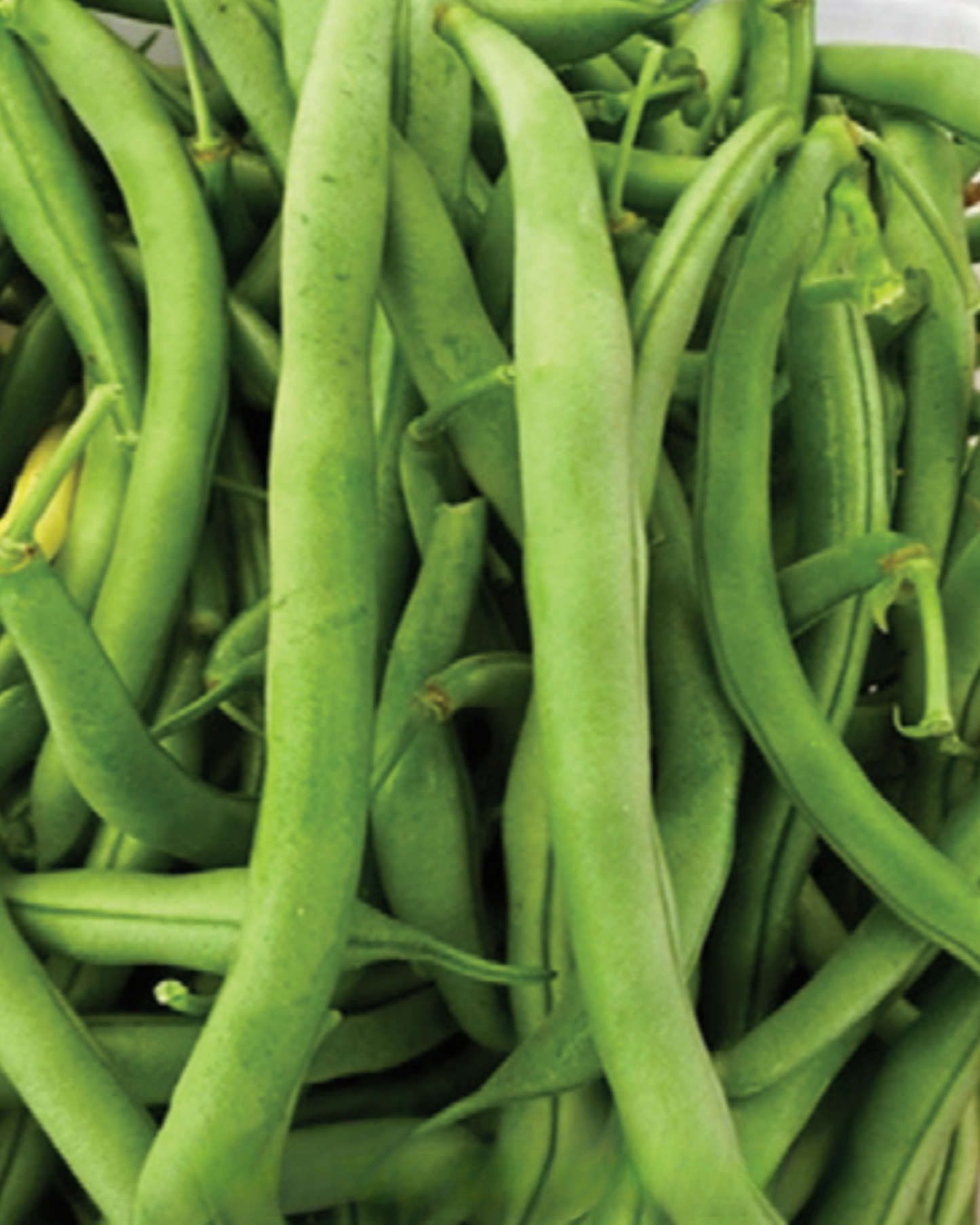 Kentucky Wonder bean seeds packet from Seeds 'n Such showing green bean seed packets with branding and product details.
