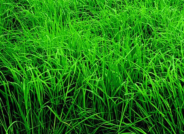 Packet of Seeds 'n Such Orchardgrass seeds in a 2 oz packet, showing green grass seeds suitable for pasture or forage.