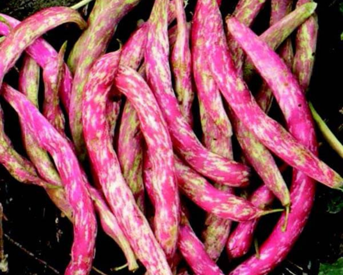 Vermont Cranberry Bean Seeds packet from Seeds 'n Such showing 2 oz of dried cranberry bean seeds in a colorful packet