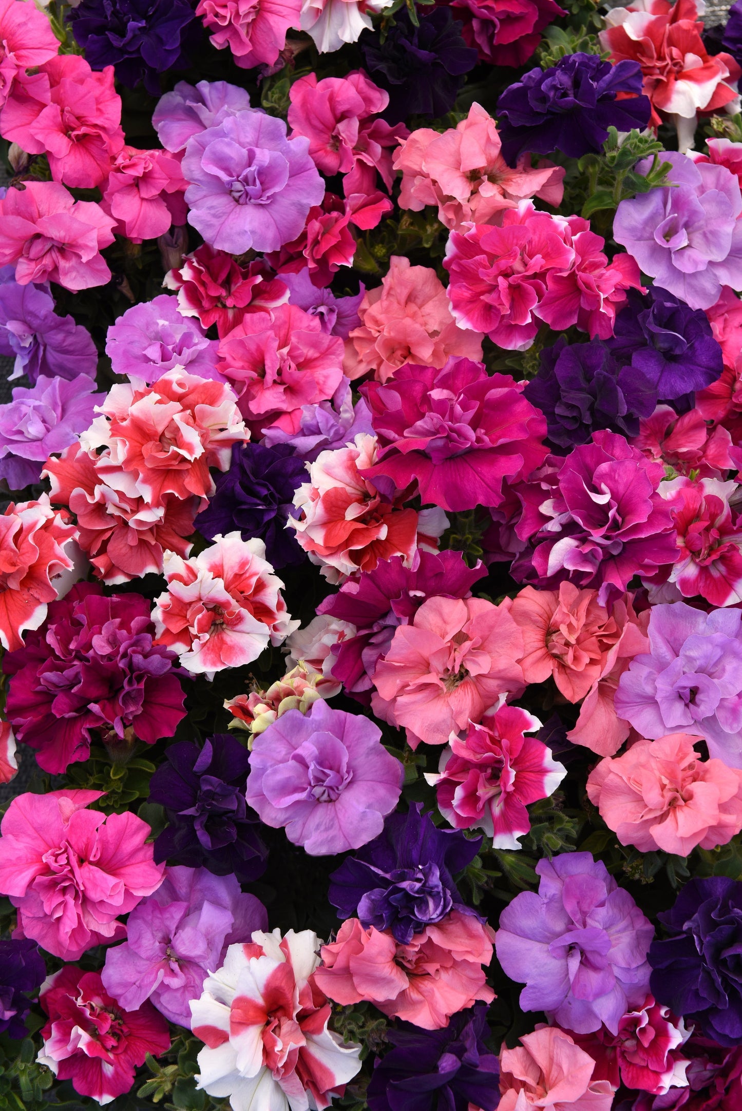 Packet of Seeds 'n Such Double Madness Floribunda Hybrid Mix Petunia Seeds with colorful seed pellets for garden planting.