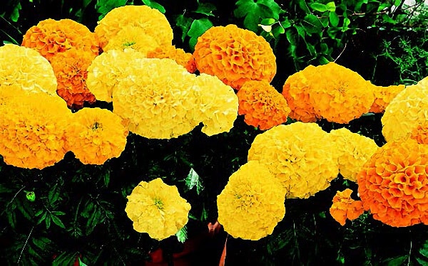 Packet of Inca II Hybrid Mix Marigold Seeds by Seeds 'n Such, showing colorful seed packet with images of marigold flowers.