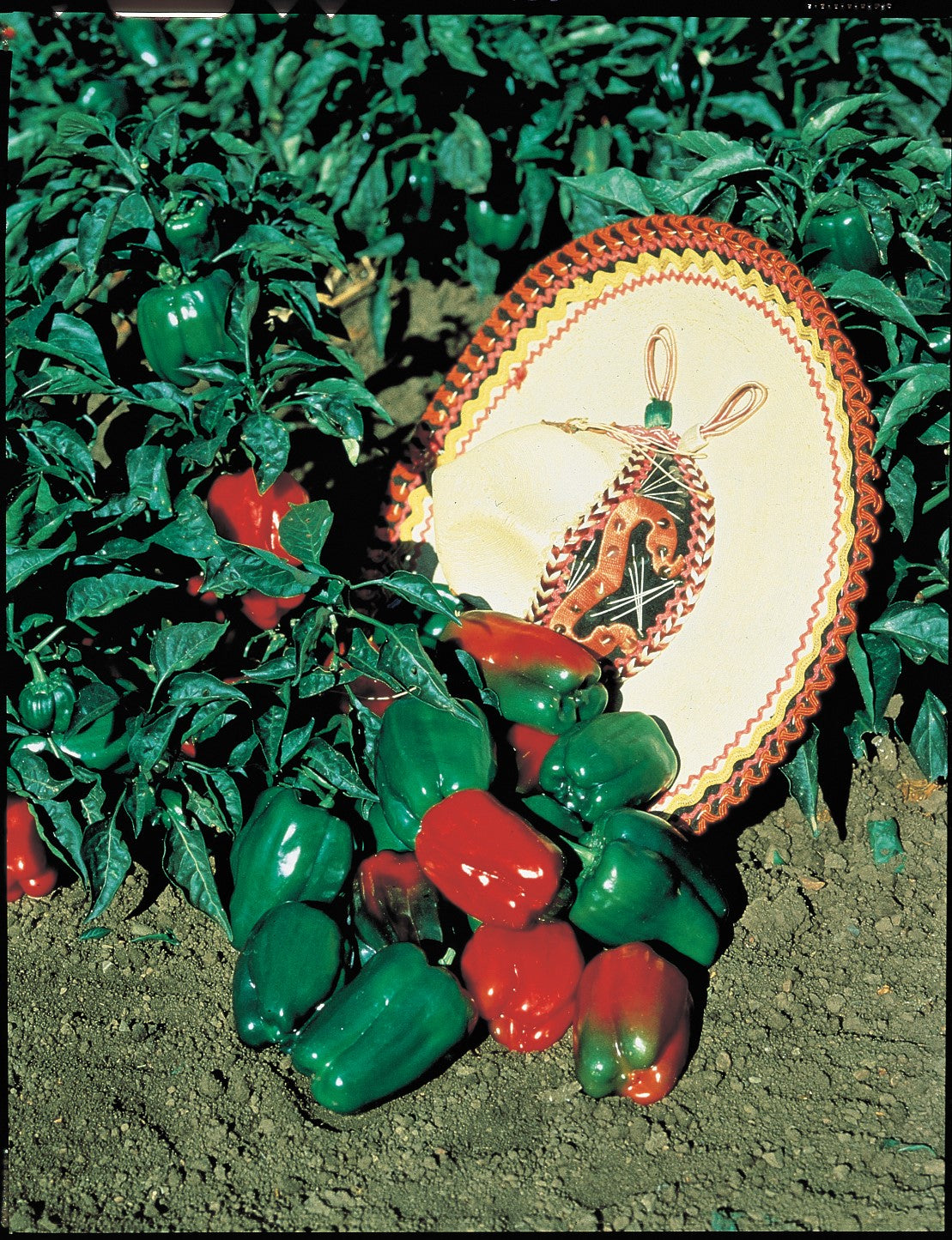 Packet of Seeds 'n Such Mexibell hybrid pepper seeds showing 20 seeds in a colorful packet.