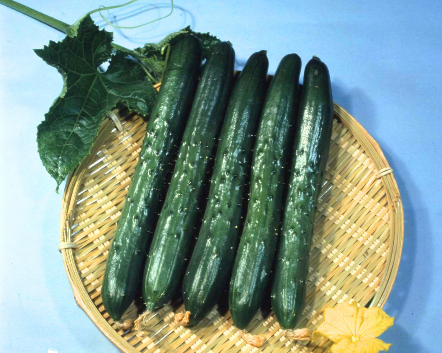 Packet of Tasty King Japanese Hybrid Cucumber Seeds by Seeds 'n Such showing 20 seeds in a clear packet for planting.
