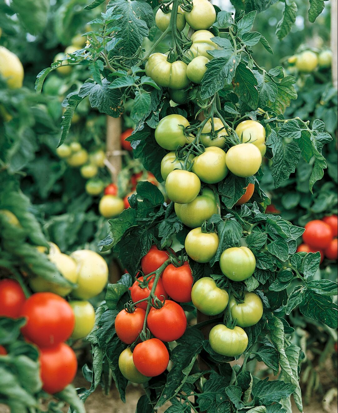 Packet of Carmello Hybrid Tomato Seeds by Seeds 'n Such, showing 20-25 seeds in a colorful packet.