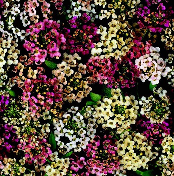 A packet of Seeds 'n Such Aphrodite Mix Alyssum flower seeds, showing colorful seed packet with 200 seeds for garden planting.