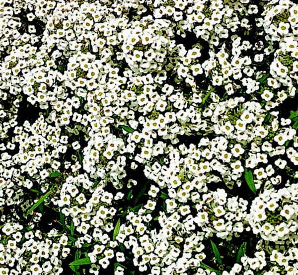 Packet of Seeds 'n Such Carpet of Snow Alyssum seeds with 200 seeds for flowering ground cover or garden border.