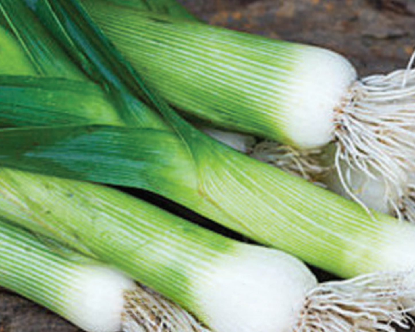 Packet of Dawn Giant Leek Seeds by Seeds 'n Such showing 200 leek seeds in a resealable packet.