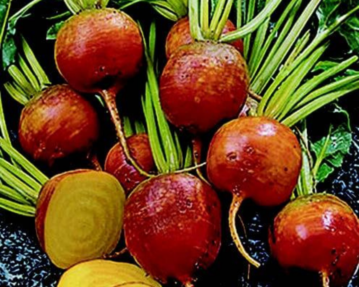 Packet of Seeds 'n Such Golden Detroit Beet Seeds with 200 seeds, showing vibrant yellow beet roots on the packaging.