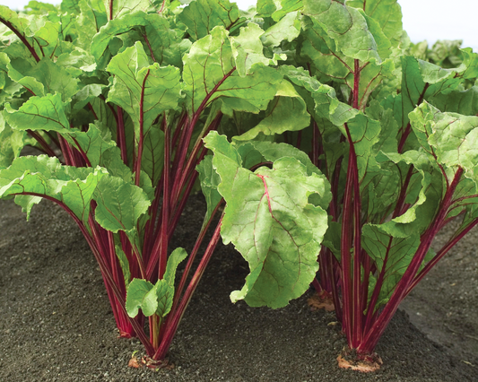 Red Ace Hybrid Beet Seeds packet showing vibrant red beet seeds from Seeds 'n Such for planting and gardening.