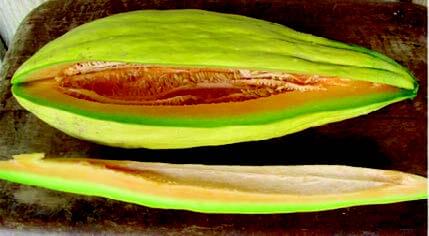 Packet of Seeds 'n Such Banana Cantaloupe Seeds with 25 seeds for planting and growing sweet cantaloupe melons.