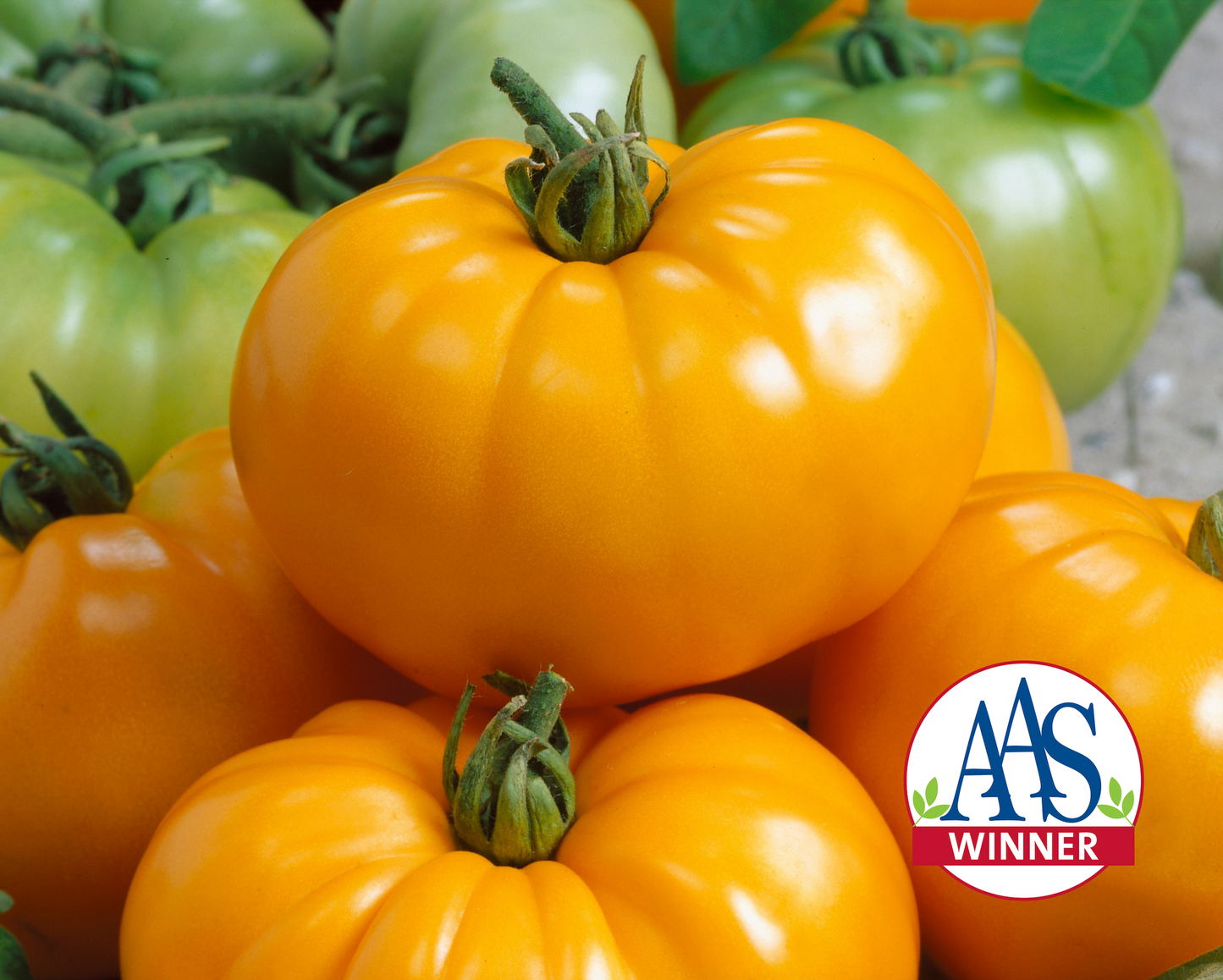 Packet of Chef's™ Choice Yellow Hybrid Tomato Seeds from Seeds 'n Such, featuring bright yellow tomato seed packets with seeds inside.