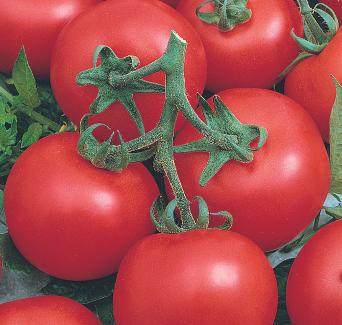 Packet of Seeds 'n Such Early Doll Hybrid Tomato Seeds showing 25 to 30 seeds for home gardening.