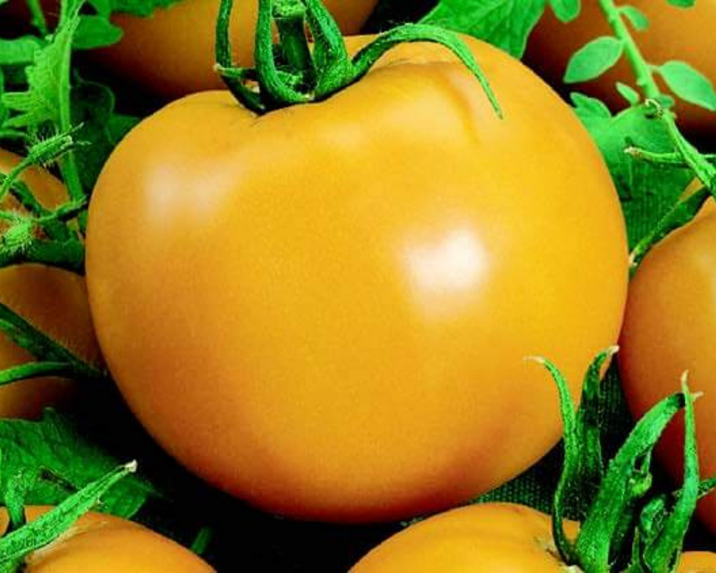 Packet of Goliath Sunny Hybrid Tomato Seeds by Seeds 'n Such, showing vibrant seed packet with 25-30 tomato seeds inside.